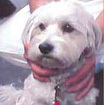 Foto di Tommy