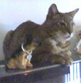 Foto di Reginaldo