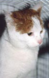 Foto di Tabby