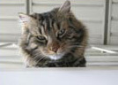 Foto di Oreste