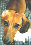 Foto di Gigi
