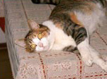 Foto di Milù