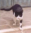 Foto di Micio