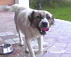 Foto di Stella