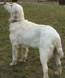 Foto di Ciccio