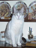 Foto di Mici