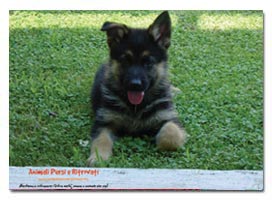 Puzzle Cucciolo
