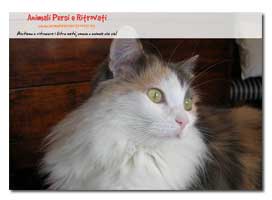 Puzzle Gatto Calico