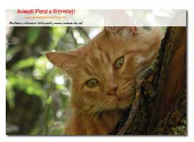Puzzle Gatto Rosso